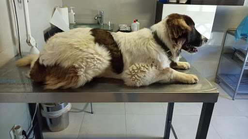 Clínica Veterinaria Benacazón en Benacazón