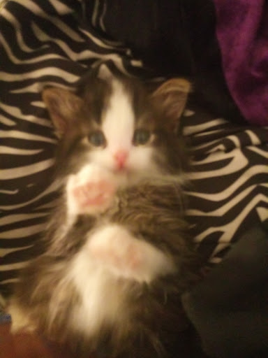 Pet Store «Night Stalkers Pet Emporium», reviews and photos, 5008 Madison Ave, Anderson, IN 46013, USA