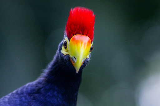 Zoo «Rainforest Pyramid», reviews and photos, 1 Hope Blvd, Galveston, TX 77554, USA