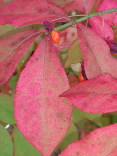 Park «Bare Cove Park», reviews and photos, Bare Cove Park Dr & Fort Hill St, Hingham, MA 02043, USA