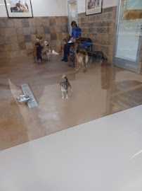 PetSmart - Photo 9 - Car repair in Kentwood, MI, Grand Rapids