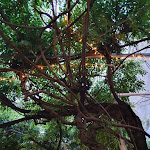 Photo n°1 de l'avis de Anna.o fait le 31/05/2021 à 05:39 sur le  In Taberna à Cormons