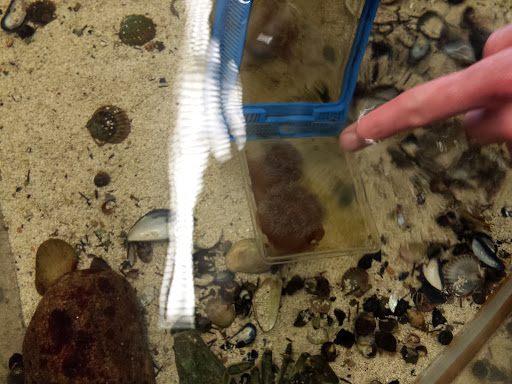 Natural History Museum «South Fork Natural History Museum & Nature Center», reviews and photos, 377 Bridgehampton-Sag Harbor Turnpike, Bridgehampton, NY 11932, USA