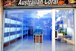 Australian Coral image