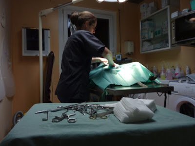 Animovet Maiche- Clinique Veterinaire à Maîche