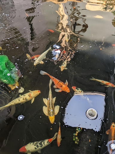 Pet Store «Pet Paradise Grooming», reviews and photos, 1115 Pueblo Blvd Way, Pueblo, CO 81005, USA