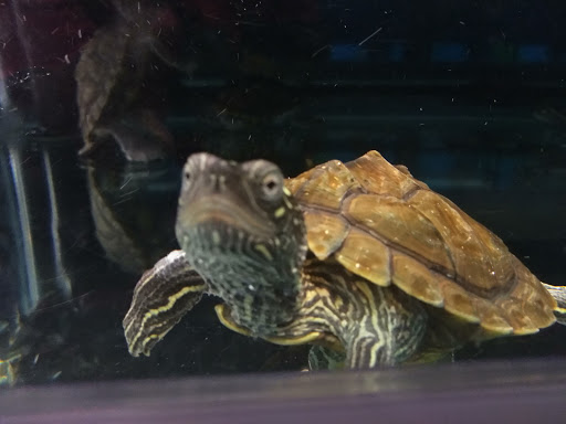 Pet Supply Store «Petco Animal Supplies», reviews and photos, 45 Holyoke St, Holyoke, MA 01040, USA