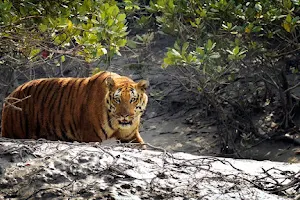 Sundarban Wildlife Tourism | Tiger Safari India | Wildlife tours | Sundarban tour | Tiger tours | Red Panda Expedition image