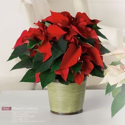 Ohana Creations Florist & Flower Delivery image