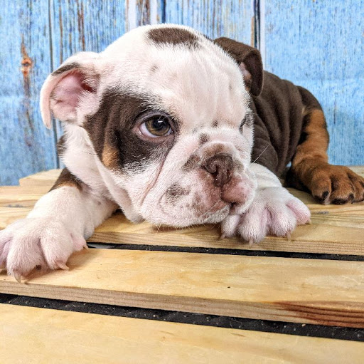 Pet Supply Store «Safari Stans Pet Center», reviews and photos, 142 Amity Rd, New Haven, CT 06515, USA