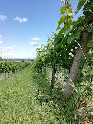 Domaine PAUL HUMBRECHT à Pfaffenheim
