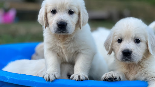 Aly's Golden Retrievers