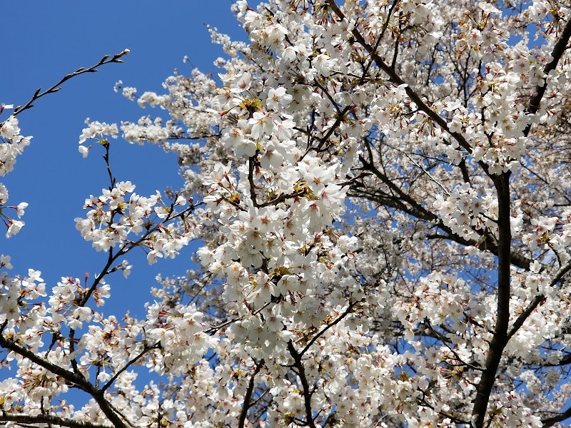 みなみかた千本桜（西端）