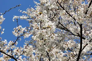 みなみかた千本桜（西端） image