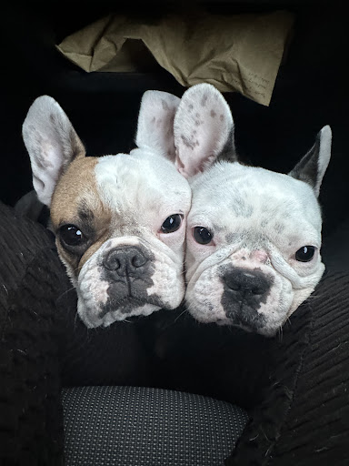 Kleintierpraxis Falk Strutz unter Schwentinental, Schleswig-Holstein