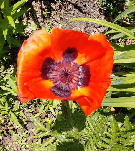 Park «Pearl Park», reviews and photos, 414 E Diamond Lake Rd, Minneapolis, MN 55419, USA