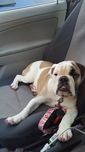 Pet Supply Store «PetSmart», reviews and photos, 13600 Baltimore Ave, Laurel, MD 20707, USA