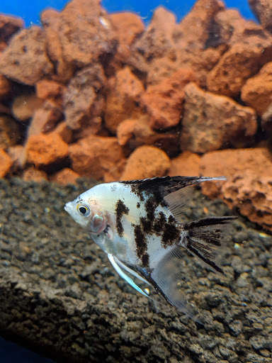 Pet Supply Store «Odyssey Pets», reviews and photos, 14999 Preston Rd #400a, Dallas, TX 75254, USA