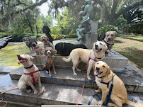 R+ Dog - Photo 3 - Car repair in Jefferson, LA, Metairie