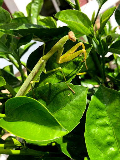 Auto Repair Shop «American Pride Automotive (Williamsburg)», reviews and photos, 5406 Airport Rd, Williamsburg, VA 23188, USA