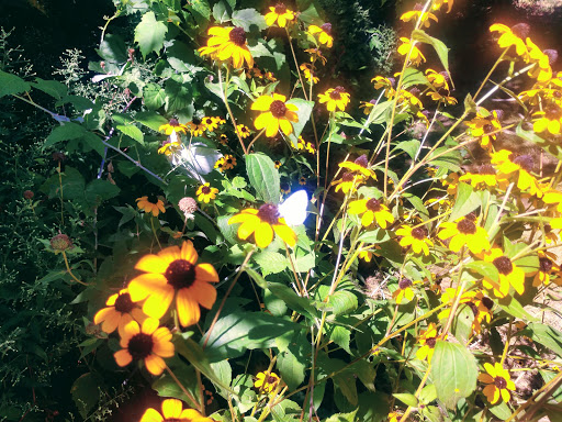 Nature Preserve «Scio Woods Preserve», reviews and photos, Scio Church Rd, Ann Arbor, MI 48103, USA