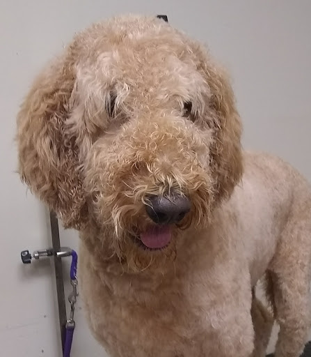 Pet Supply Store «EarthWise Pet Supply - Richardson», reviews and photos, 1310 W Campbell Rd #128, Richardson, TX 75080, USA