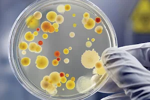 Μικροβιολογικό Εργαστήριο - Στεφανίδου Θεανώ image