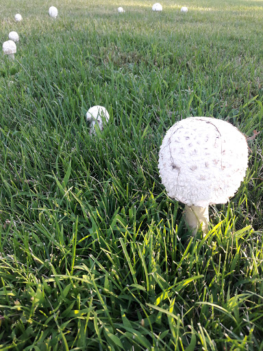 Golf Course «Harvard Gulch Golf Course», reviews and photos, 660 E Iliff Ave, Denver, CO 80210, USA