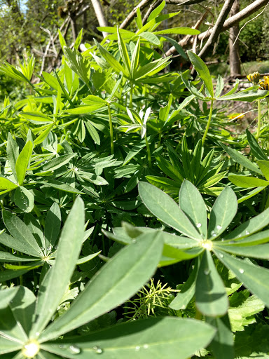 Park «Matthews Beach Park», reviews and photos, 5100 NE 93rd St, Seattle, WA 98115, USA