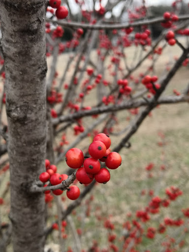 Park «Big Lake Park», reviews and photos, 3800 Rainier Rd, Plano, TX 75023, USA