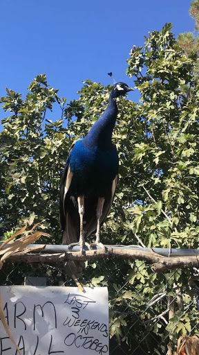 Zoo «Jr Pony Parties», reviews and photos, 1744 N Leonard Ln, Las Vegas, NV 89108, USA