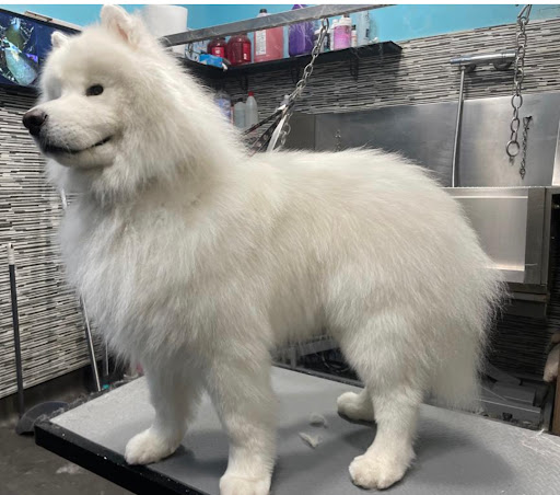 Doggy Doggy