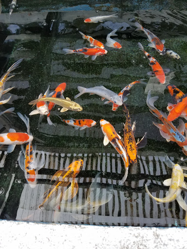 Pond fish supplier Orange