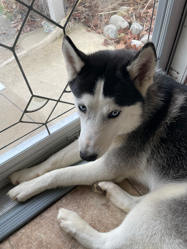 Pet Eye Care Center image