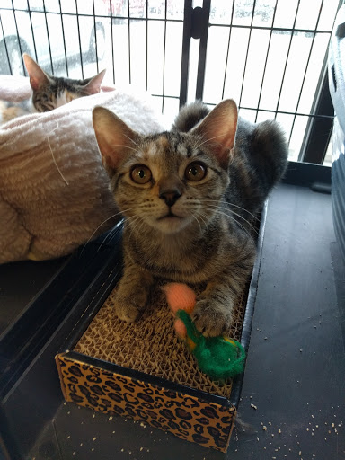 Pet Store «Pet Valu», reviews and photos, 217 Lancaster Ave, Ardmore, PA 19003, USA