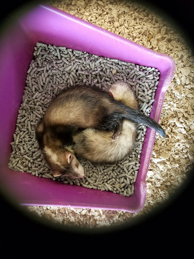 Pet Supply Store «Petco Animal Supplies», reviews and photos, 10464 Baltimore Ave, Beltsville, MD 20705, USA