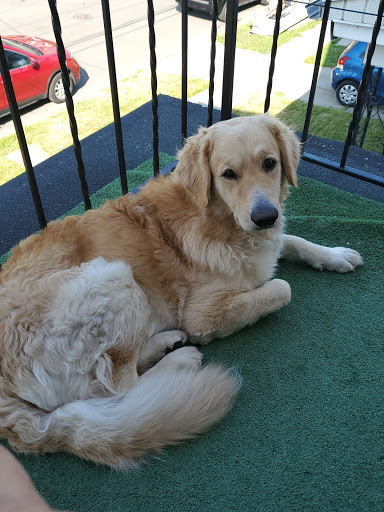 Pet Supply Store «PetSmart», reviews and photos, 2101 Elmwood Ave, Buffalo, NY 14207, USA