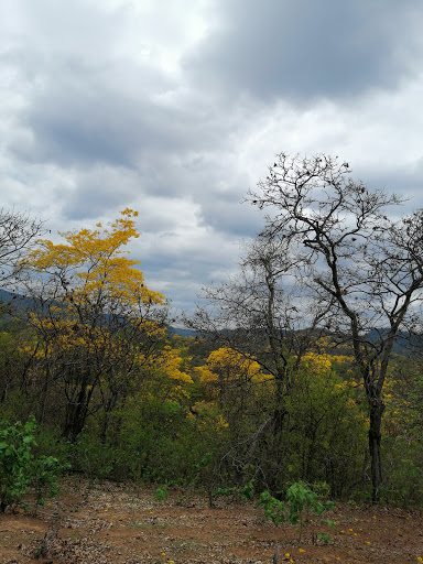 Cerros de Amotape National Park