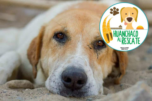 Pet adoption places in Trujillo