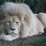 Photo n° 3 de l'avis de Aline.I fait le 05/09/2021 à 16:23 pour Zoo de Jurques à Dialan sur Chaîne