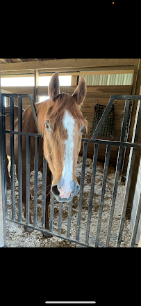 StableMates PetCare - Photo 6 - Car repair in , Columbus