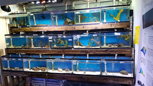 Aquarium shop Springfield