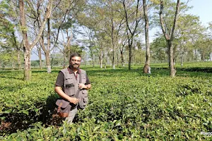 Chengmari Tea Garden image