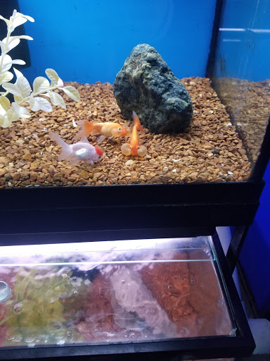Pet Store «V.I. Pets», reviews and photos, 11975 E Lakewood Blvd, Holland, MI 49424, USA