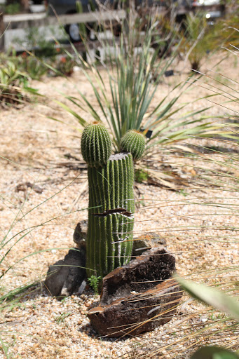American Restaurant «Cracker Barrel Old Country Store», reviews and photos, 4745 Helen Hauser Blvd, Titusville, FL 32780, USA