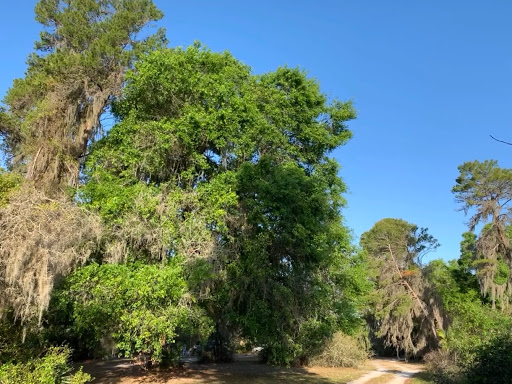 Nature Preserve «Rye Preserve», reviews and photos, 905 Rye Wilderness Trail, Parrish, FL 34219, USA