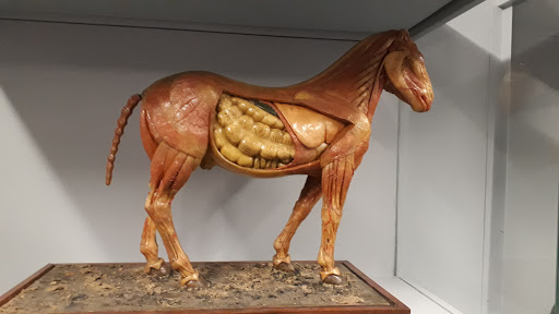 Museo Veterinario Complutense en Madrid