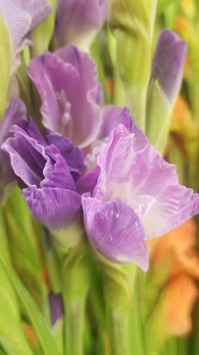 Safeway image