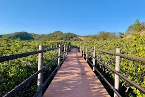 Tanegashima Mangrove Park image