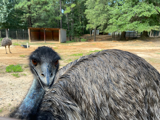 Zoo «Gators and Friends», reviews and photos, 11441 US-80, Greenwood, LA 71033, USA
